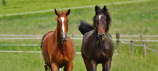 Il magnesio: un elemento essenziale per la salute ed il benessere del cavallo